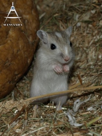 Zilveragouti Gevlekt