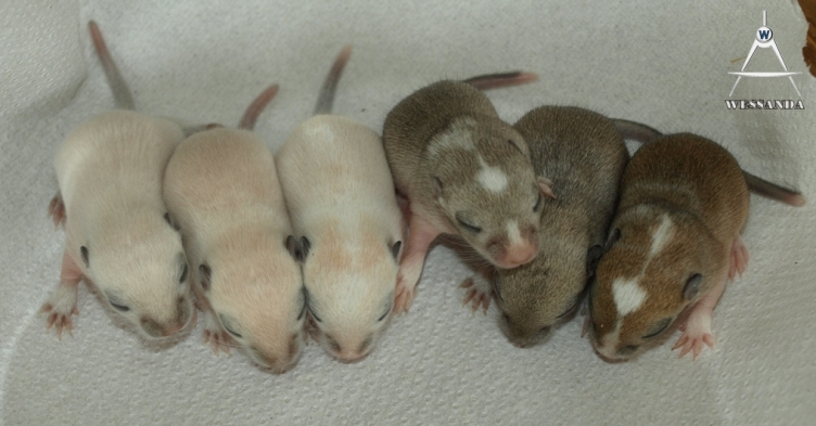 19-04-2011 B&L1 pups 10 dagen oud