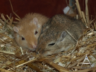Agouti & Saffraan 1