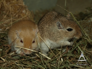 Agouti & Saffraan 2