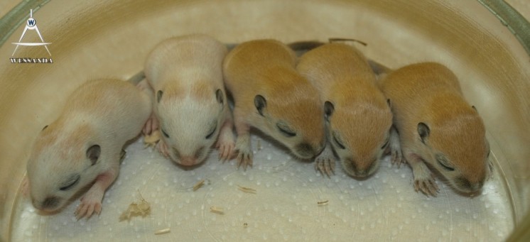 22-11-2010 S&L2 10 dagen oud