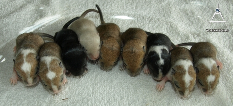 25-05-2011 E&S2 pups 10 dagen oud