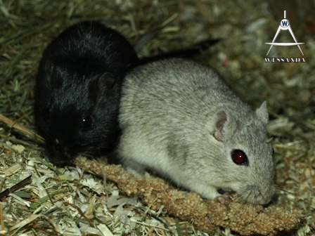 Cp Zilveragouti & Zwart, dames