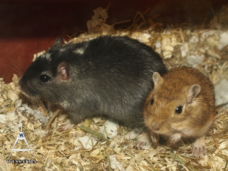Zwart Gevlekt & Agouti, dames