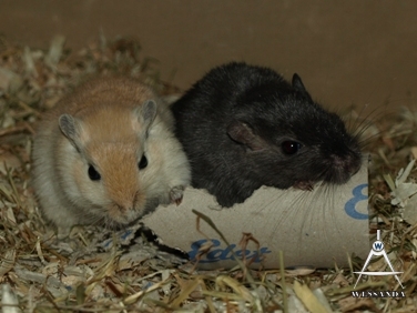 2013-07-24 Slate & Algerijn, heren