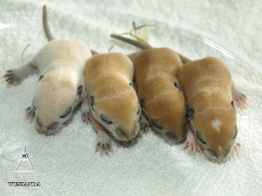 2013-08-16 C&S1 mannetjes