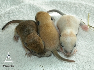 2013-08-16 C&S1 vrouwtjes