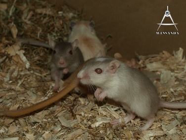 2013-08-20 opvang, 2m + 2vr