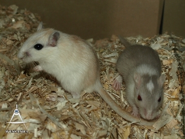 2013-08-20 opvang, 2 mannetjes