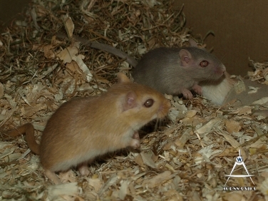 2013-08-20 opvang, 2 vrouwtjes