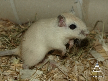 2013-08-20 opvang, Poolvos man