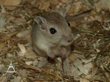 2013-08-20 opvang, Zilveragouti man
