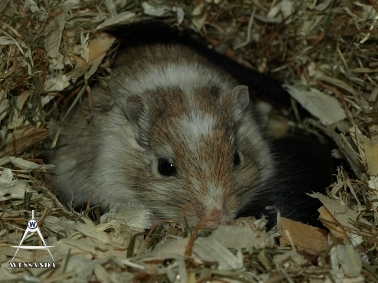 Agouti Gevlekt & Zwart, dames 1