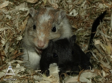 Agouti Gevlekt & Zwart, dames 2