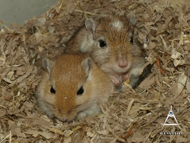 Agouti Gevlekt & Algerijn, dames