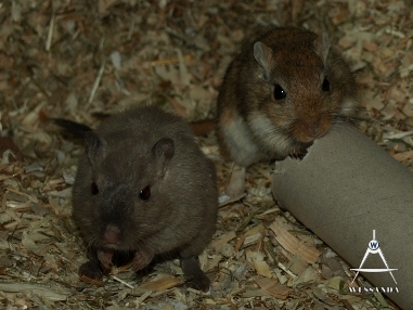 Burmees Rex & Agouti, dames 1