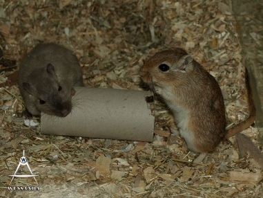 Burmees Rex & Agouti, dames 2