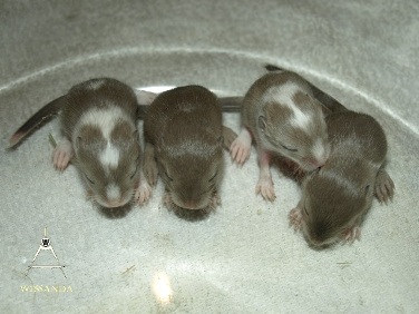 2014-02-09 S&C2 mannetjes