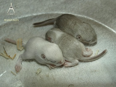 2014-02-09 S&C2 vrouwtjes