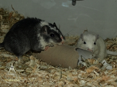 2014-05-11 Zwart Gevlekt & Cp Algerijn