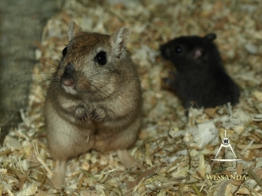 Nootmuskaat en zoon 1