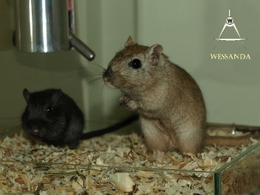 Nootmuskaat en zoon 4