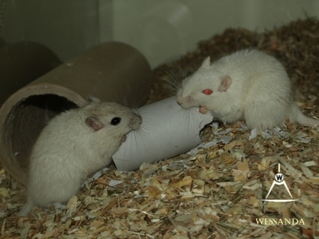 Creme & Cp Blauwvos, heren