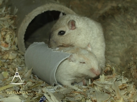 RO Algerijn gevlekt & Cp Noot, dames