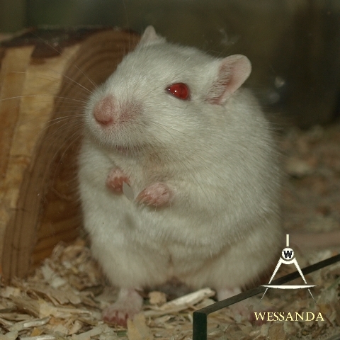 16-04-03 PEW en Saffraan, dames 1