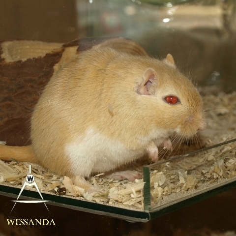 16-04-03 PEW en Saffraan 2