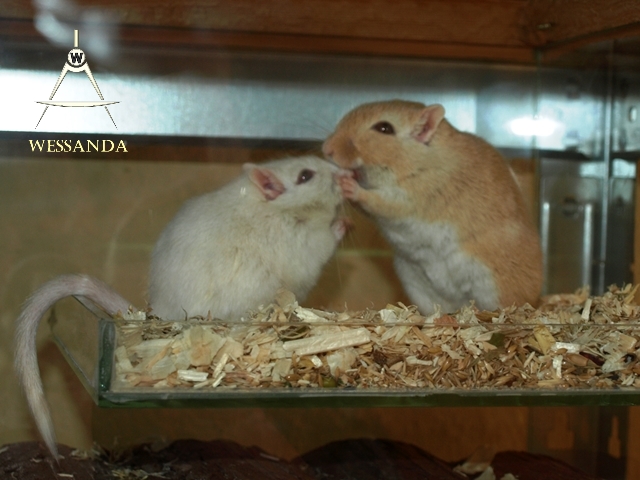 16-04-03 PEW en Saffraan, dames 3