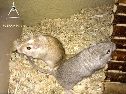 agouti gevl en zilveragouti, heren 1