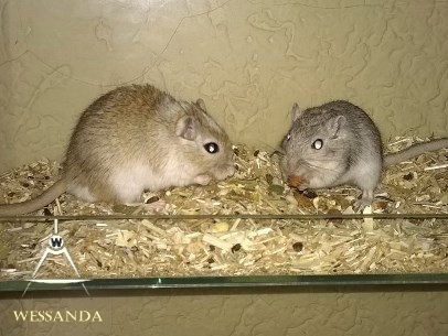 agouti gevl en zilveragouti, heren 2