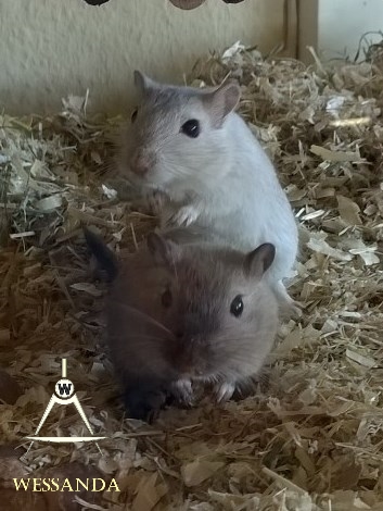 Burmees & Cp agouti, dames