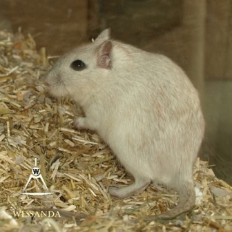 Zwart & Cp zilver, dames 1