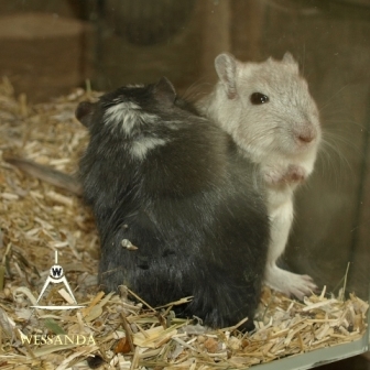 Zwart & Cp zilver, dames 2