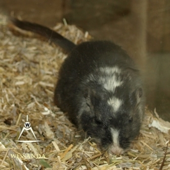 zwart & Cp zilver, dames 3