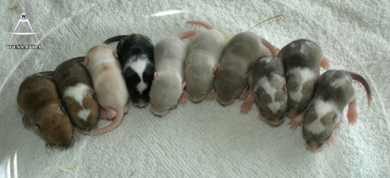 2012-05-10 B&D2 alle pups