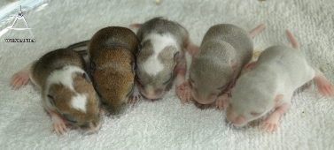 2012-05-10 B&D2 mannetjes