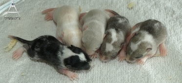 2012-05-10 B&D2 vrouwtjes