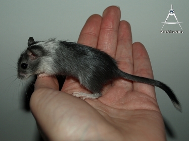 S&J3 Zwart Gevlekt (3)