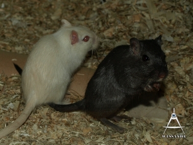 2012-12-22 zusjes (2)