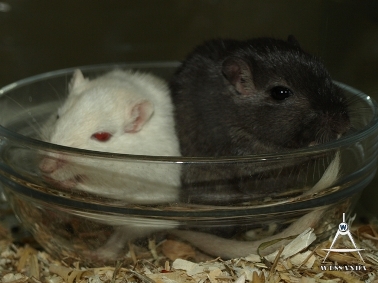 2012-12-22 B&D zusjes (3)