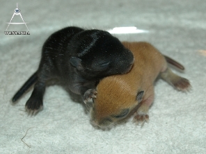 B&S2 mannetjes, 10 dagen oud