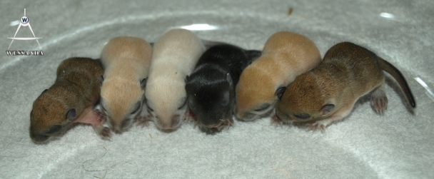 B&S2 vrouwtjes, 10 dagen oud