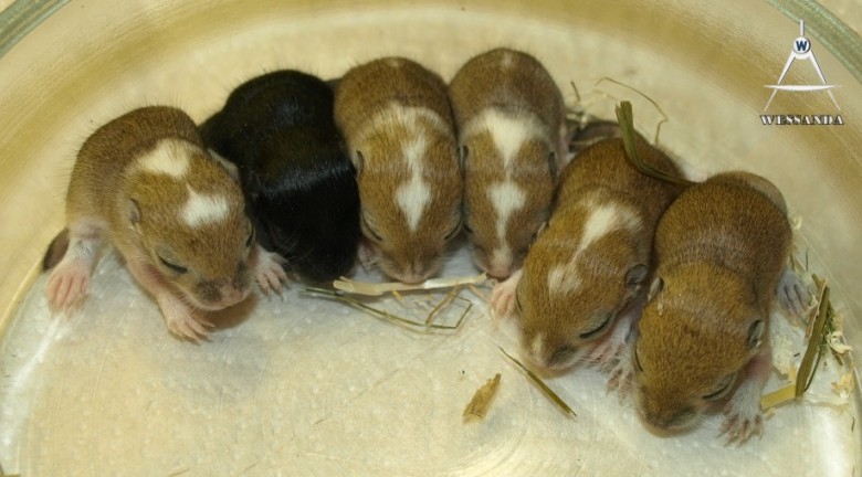 13-11-2010 C&L2 11 dagen oud