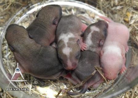 17-12-2009 jongen C&A 1 week oud