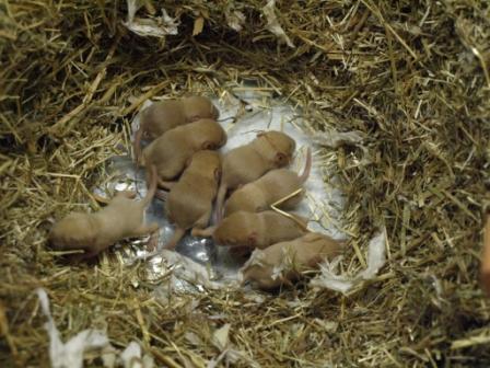 2009-08-02 V&M1 9 dagen oud