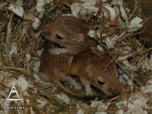 oogjes gaan open, 17 dagen oud
