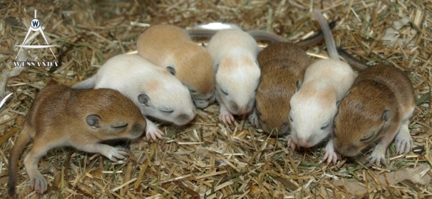 28-02-2010 L&S3 12 dagen oud